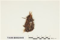 藏品(曲尾苔科)的圖片